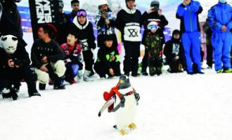 “淘學企鵝”新動作 全球最大室內滑雪場玩快閃